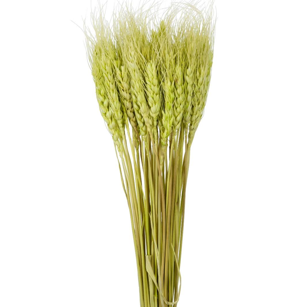 Wheat