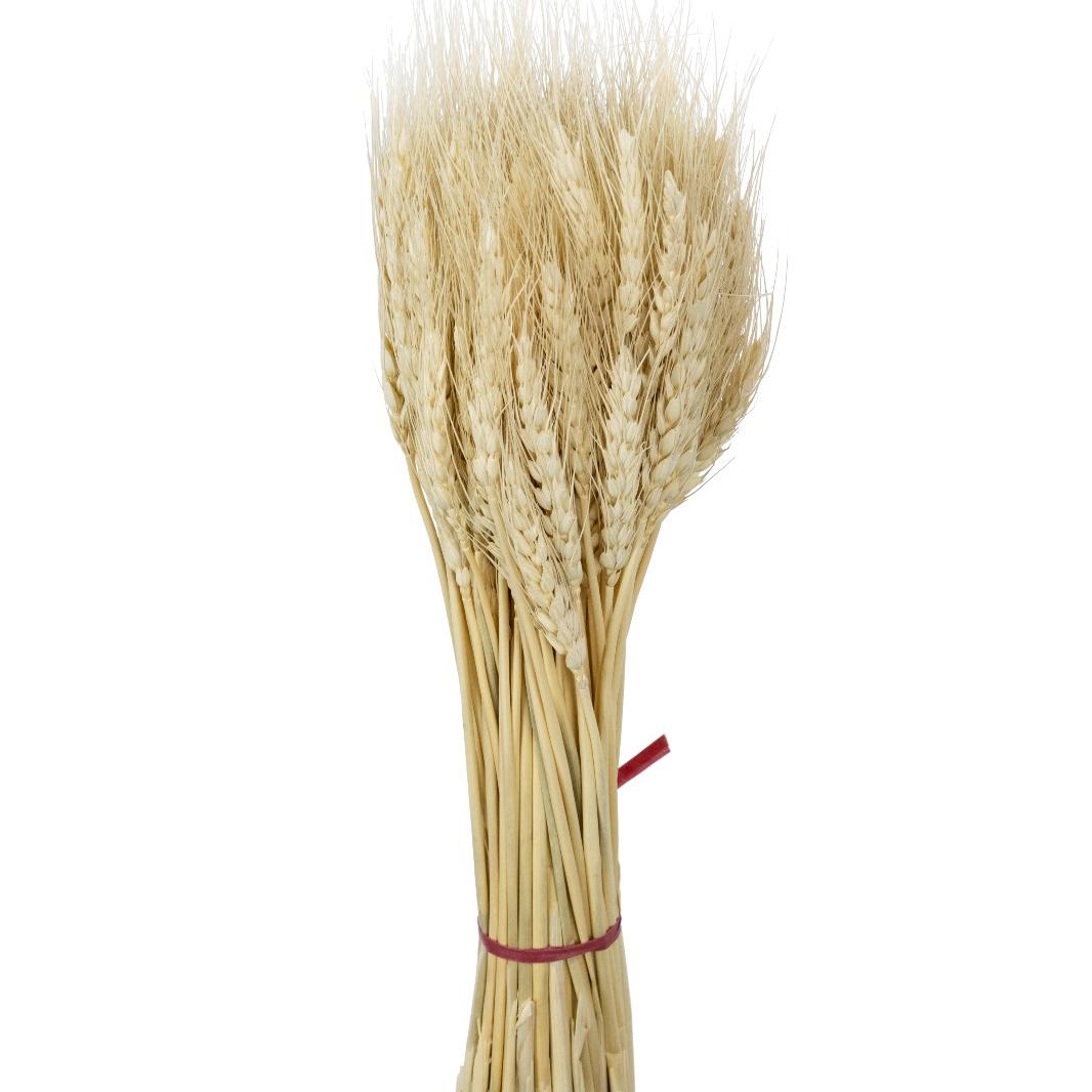 Wheat