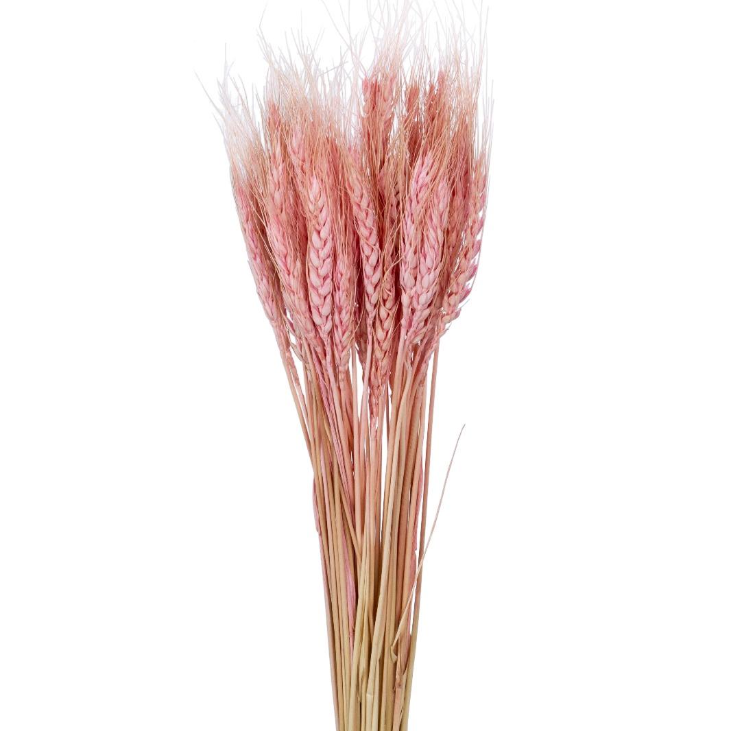 Wheat