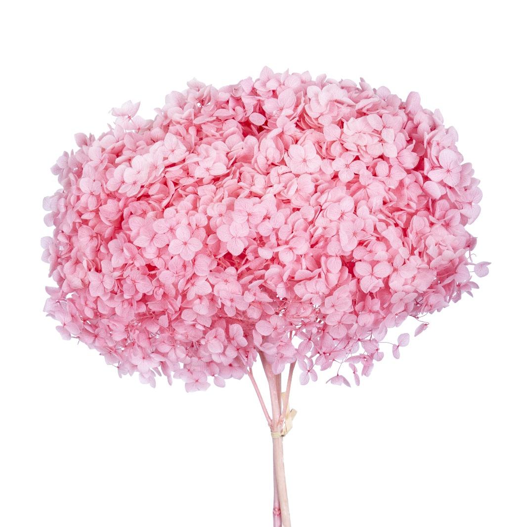 Single hydrangea Japan