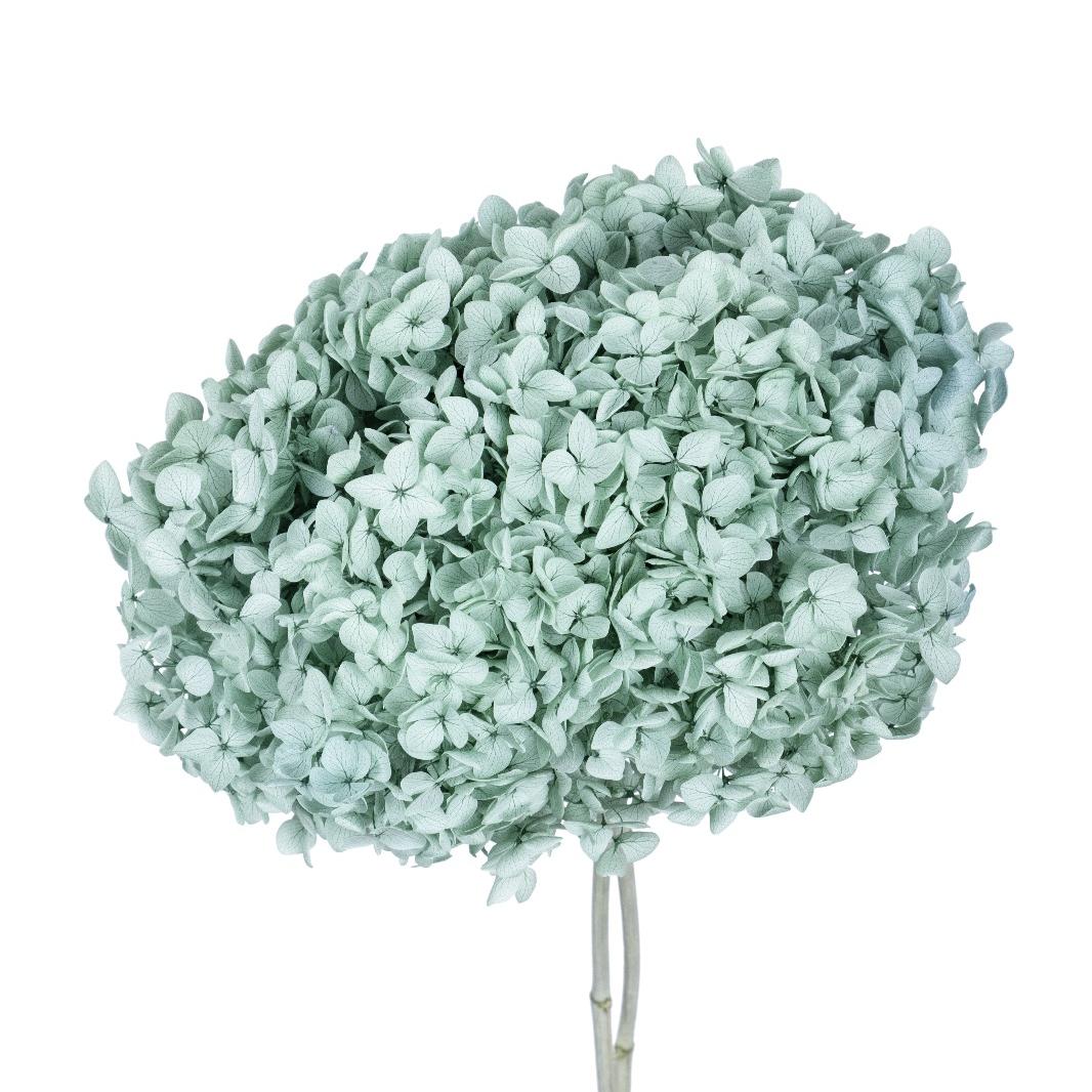 Single hydrangea Japan