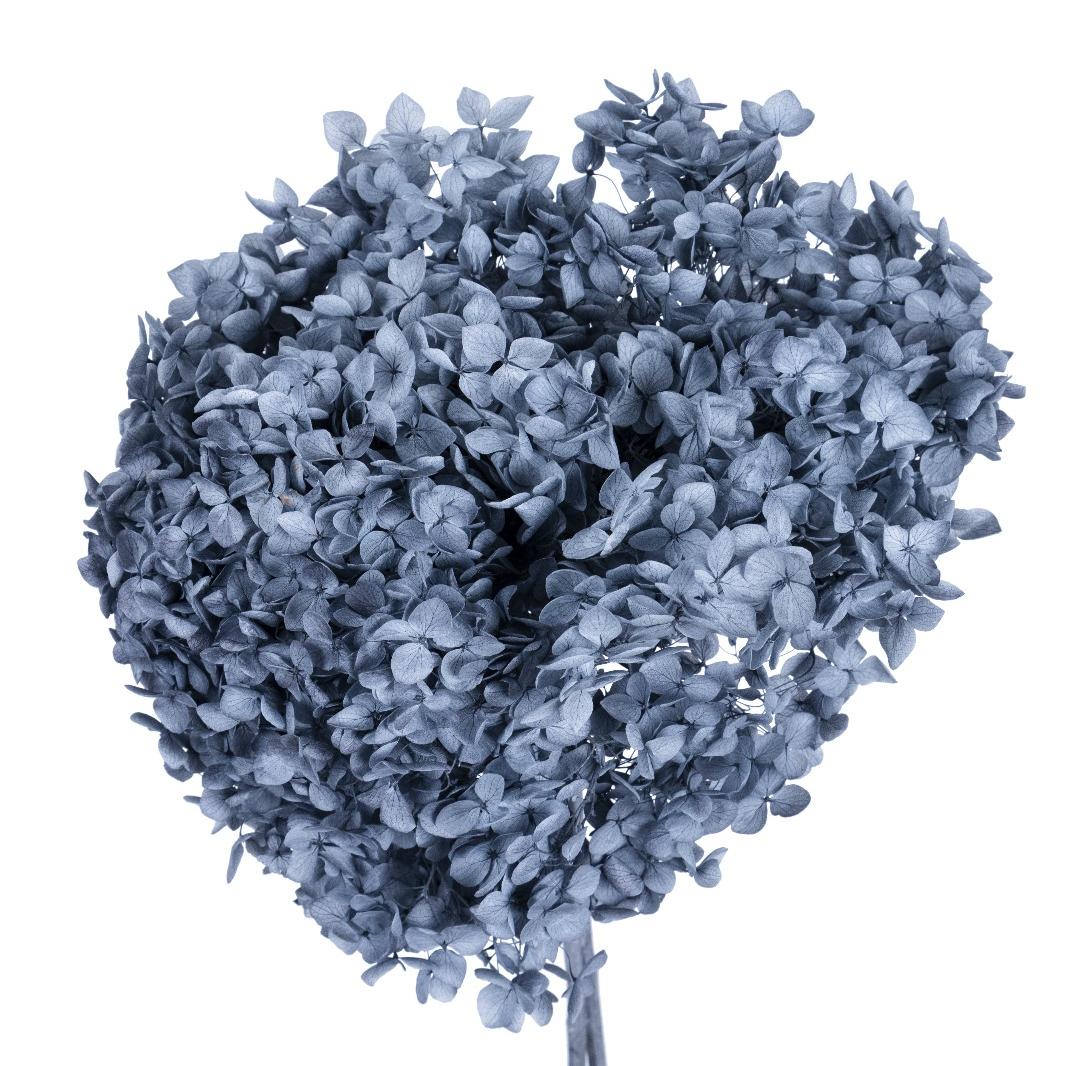 Single hydrangea Japan