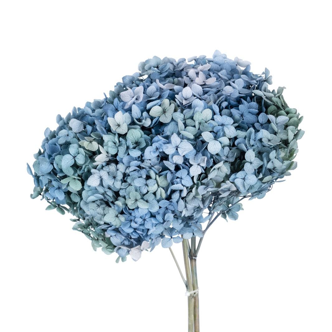 Single hydrangea Japan