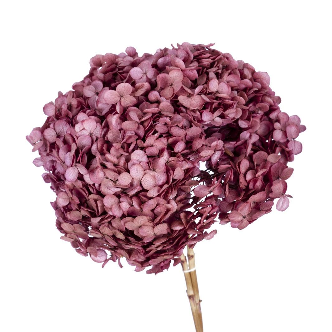 Single hydrangea Japan
