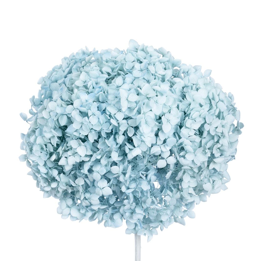 Single hydrangea Japan