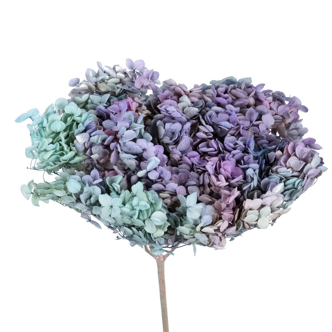 Single hydrangea Japan