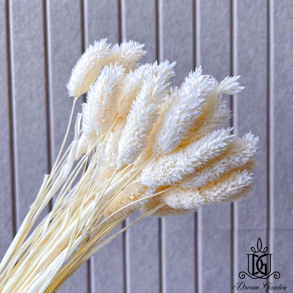 Singapore local preserved flower wholesaler:Dried Phalaris