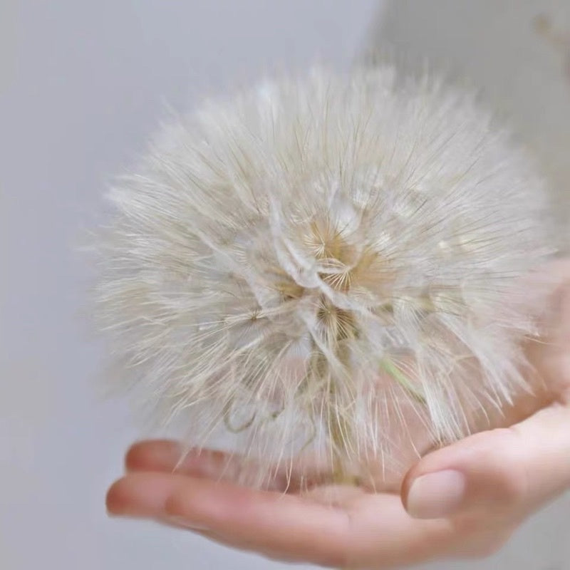 Preserved Giant Dandelion