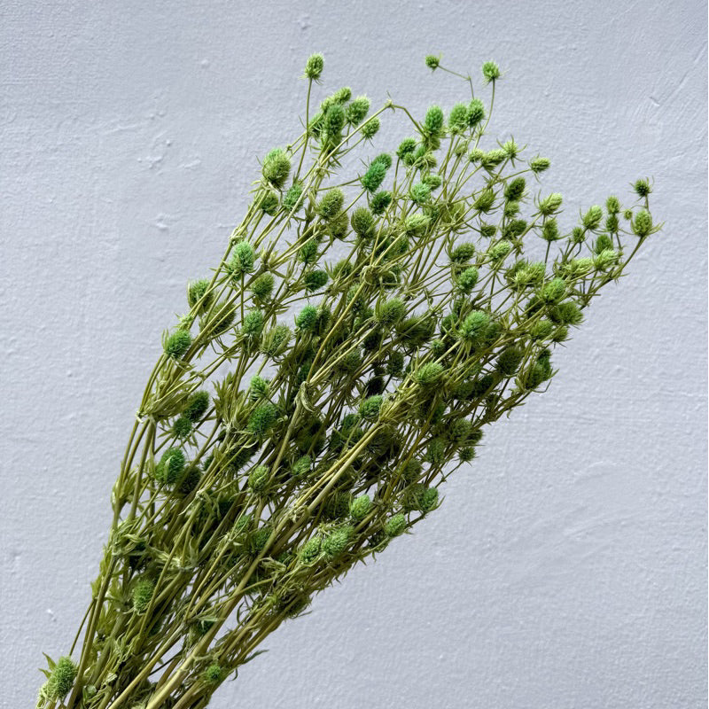 Preserved Sea Holly