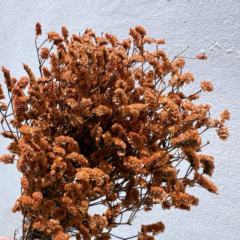 Preserved Limonium 2 | DreamGarden SG
