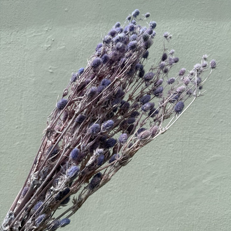 Preserved Sea Holly