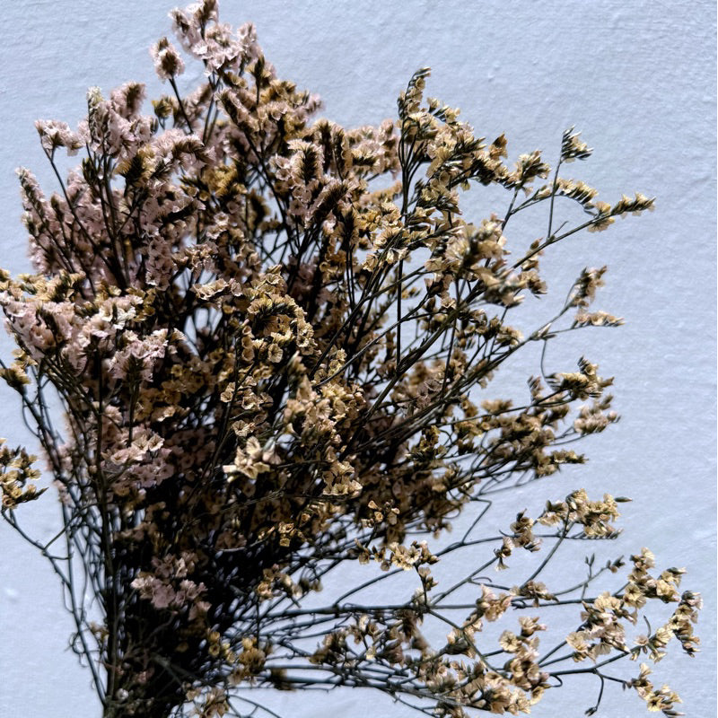 Preserved Limonium 2 | DreamGarden SG