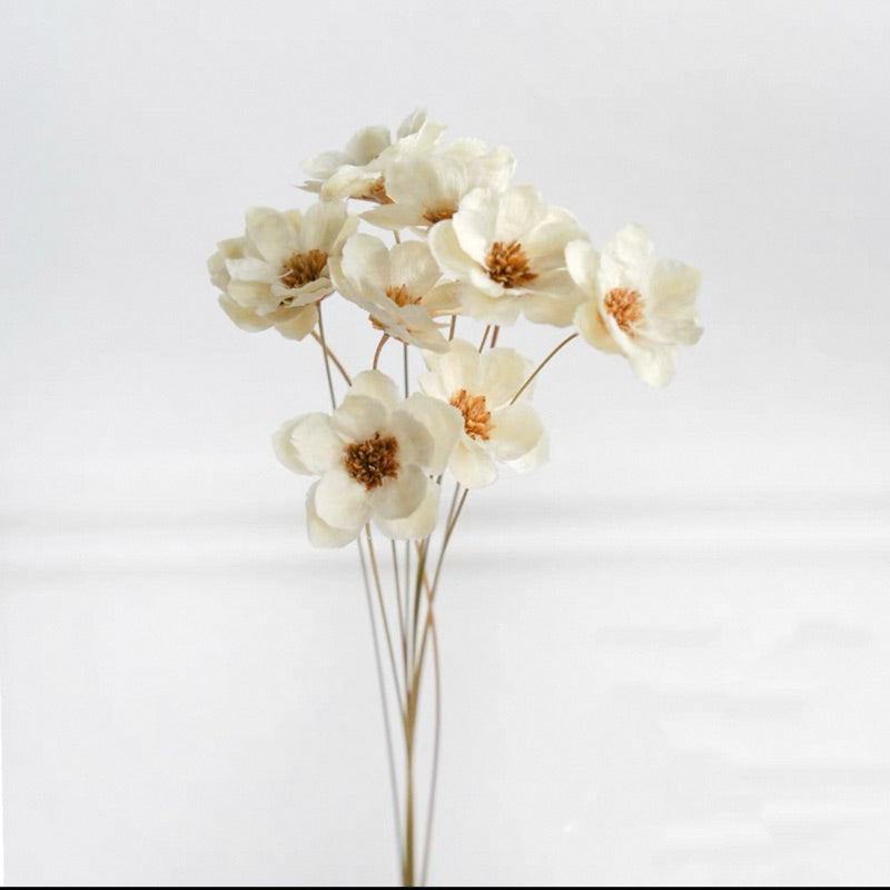 Preserved Flowers Cotton Flowers 2 | DreamGarden SG