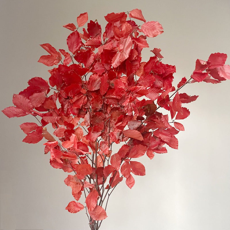Preserved Eucalyptus