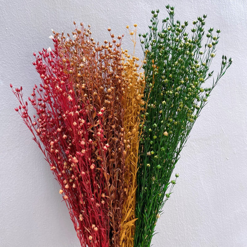 Dried Acacia Bean | DreamGarden SG