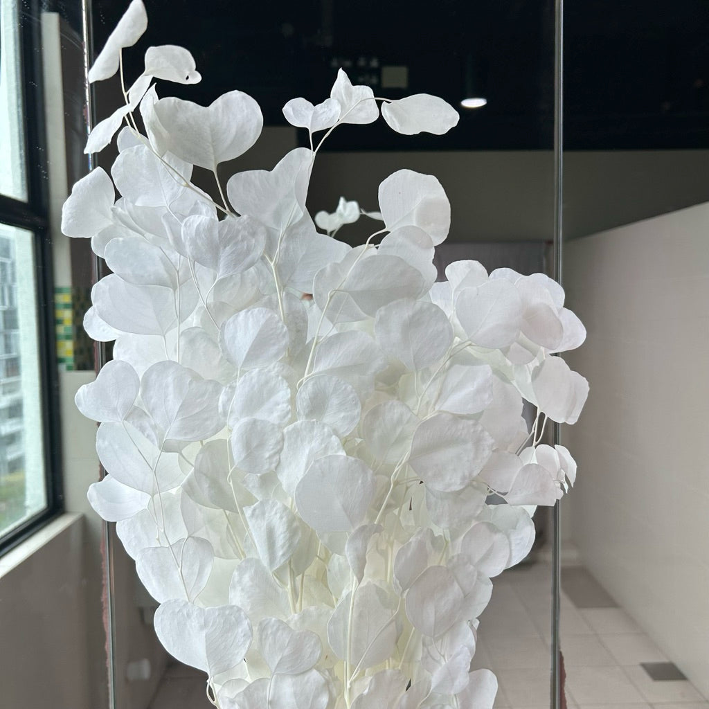 Preserved Leaves Preserved Eucalyptus 3 | DreamGarden SG