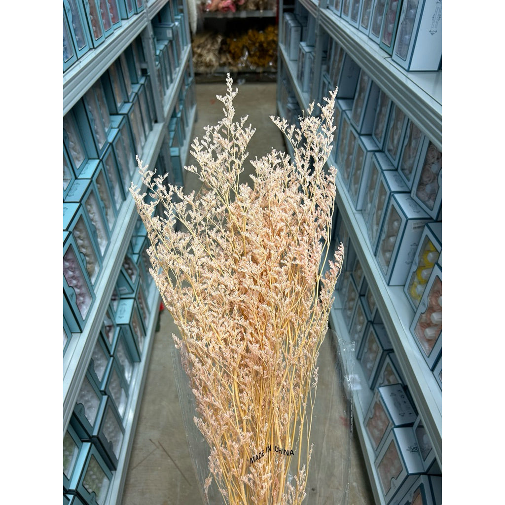 Preserved Caspia | DreamGarden SG