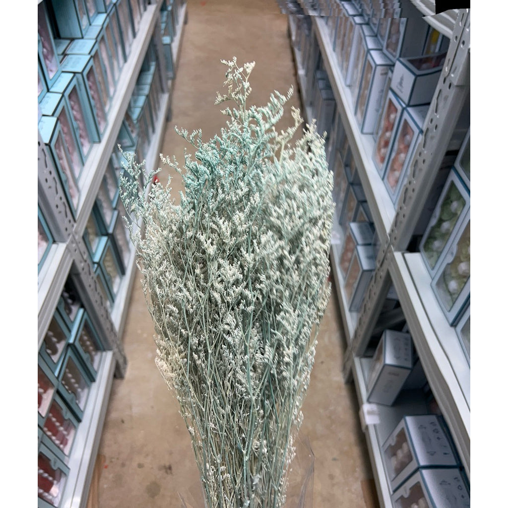 Preserved Caspia | DreamGarden SG