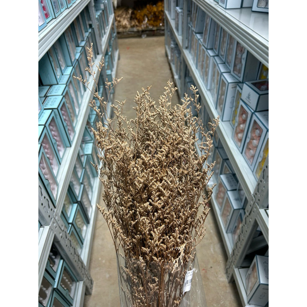 Preserved Caspia | DreamGarden SG