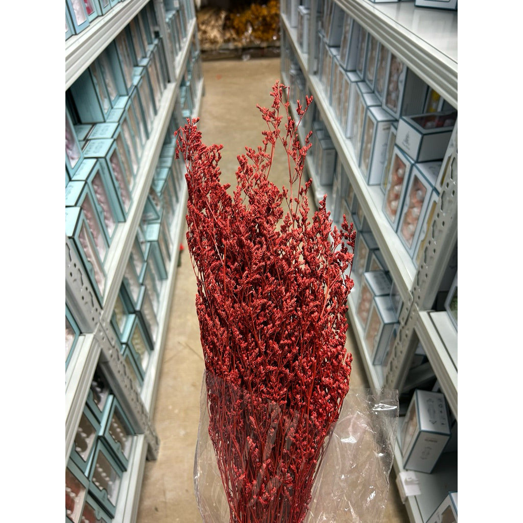 Preserved Caspia | DreamGarden SG