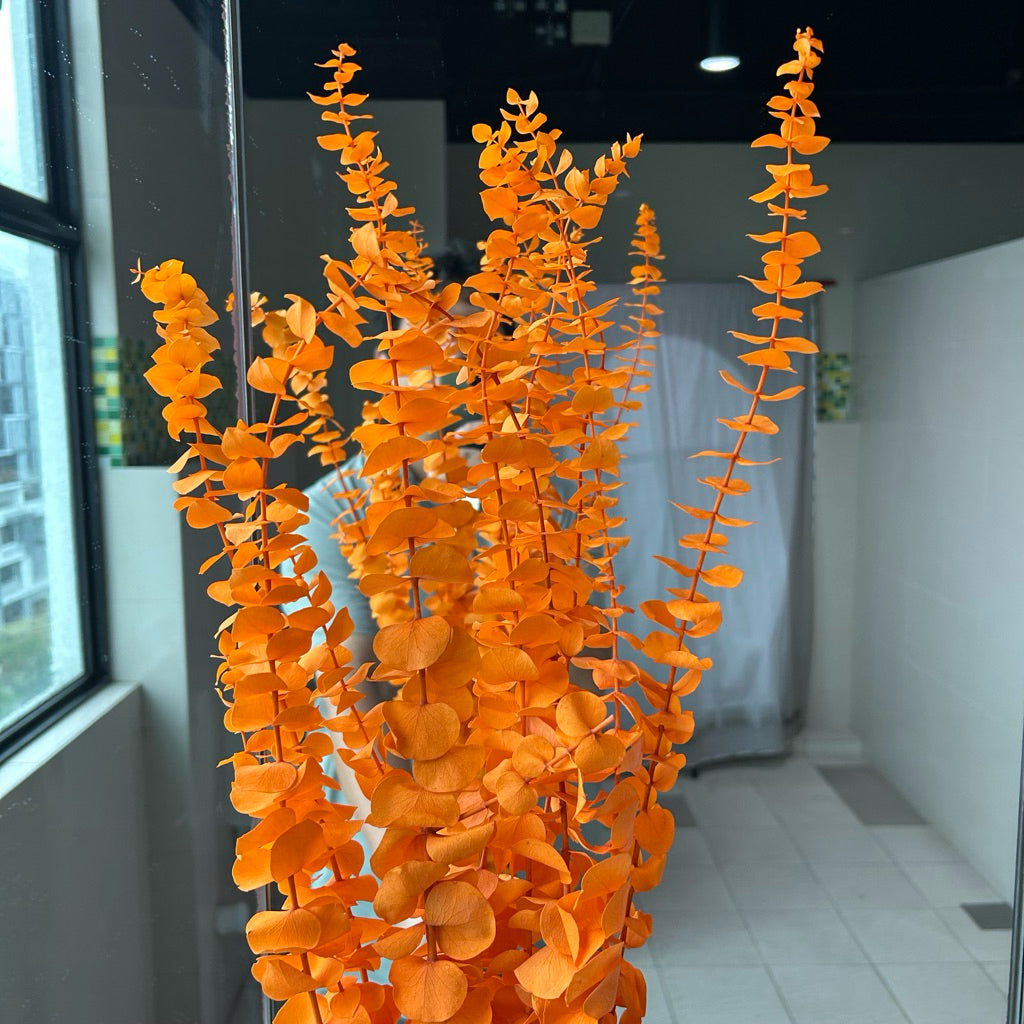 Preserved Leaves Preserved Eucalyptus 3 | DreamGarden SG