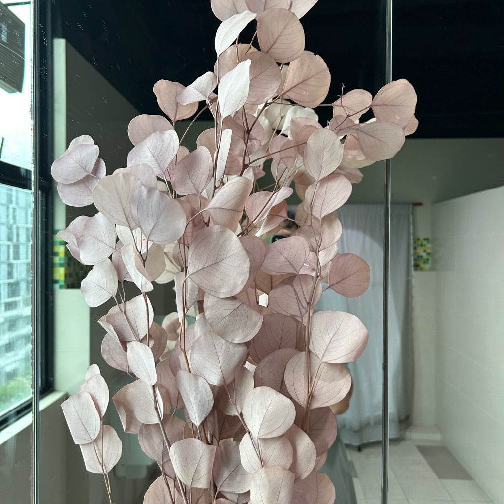 Preserved Leaves Preserved Eucalyptus 3 | DreamGarden SG