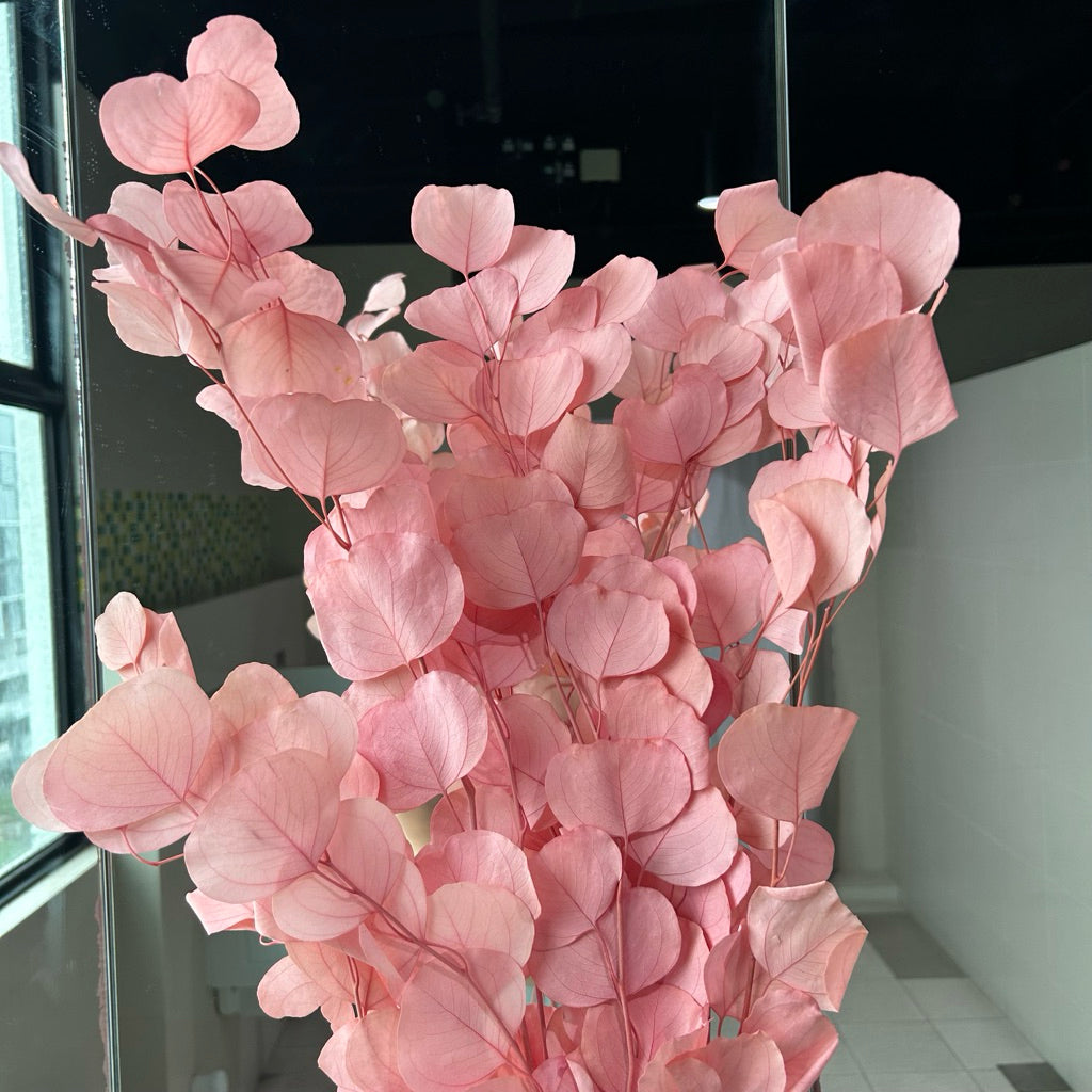 Preserved Leaves Preserved Eucalyptus 3 | DreamGarden SG