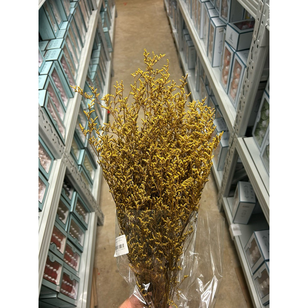 Preserved Caspia | DreamGarden SG