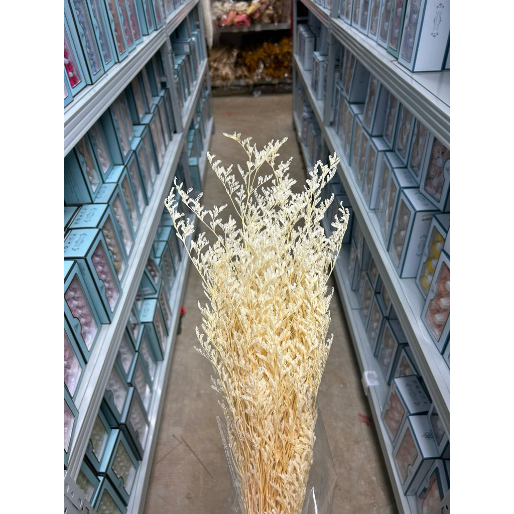 Preserved Caspia | DreamGarden SG