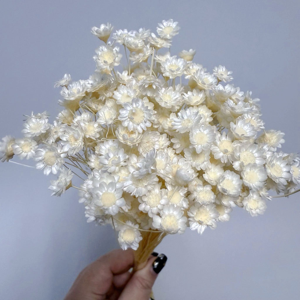 Brazilian mini daisy small fresh dry bouquet with flower | DreamGarden SG