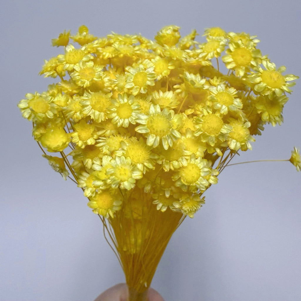Brazilian mini daisy small fresh dry bouquet with flower | DreamGarden SG