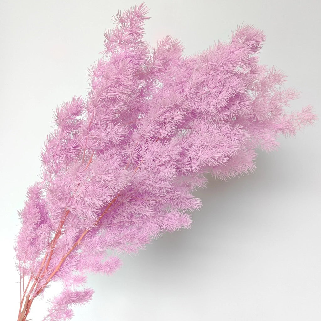 Preserved Penglai Pine (Asparagus Fern) – Long-lasting Eternal Green Foliage for Home Decor & Floral Arrangeme
