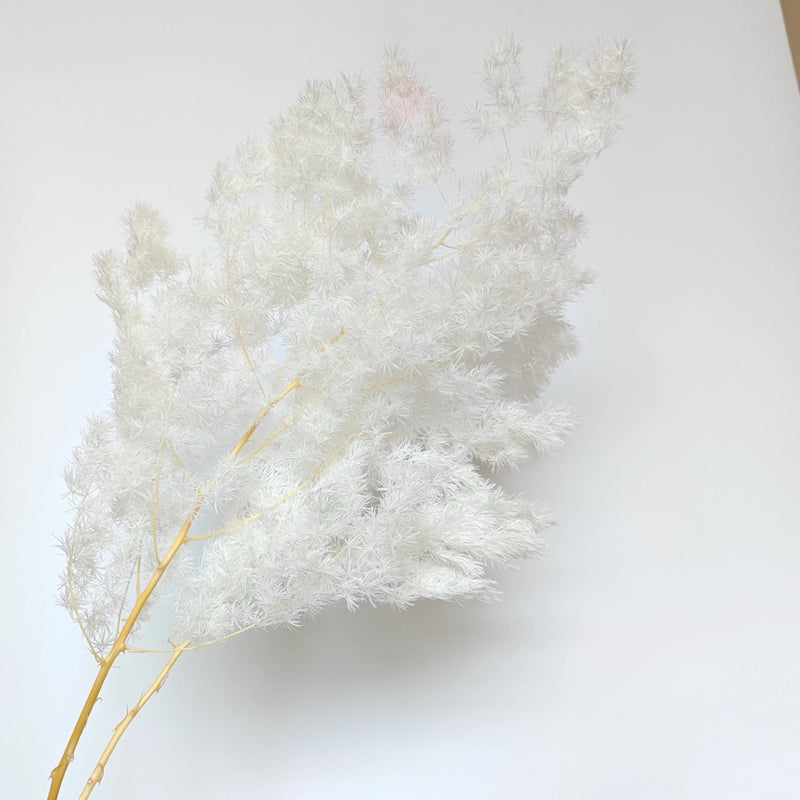 Preserved Penglai Pine (Asparagus Fern) – Long-lasting Eternal Green Foliage for Home Decor & Floral Arrangeme