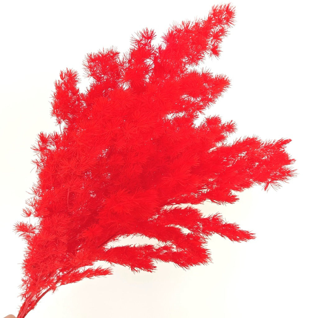 Preserved Penglai Pine (Asparagus Fern) – Long-lasting Eternal Green Foliage for Home Decor & Floral Arrangeme