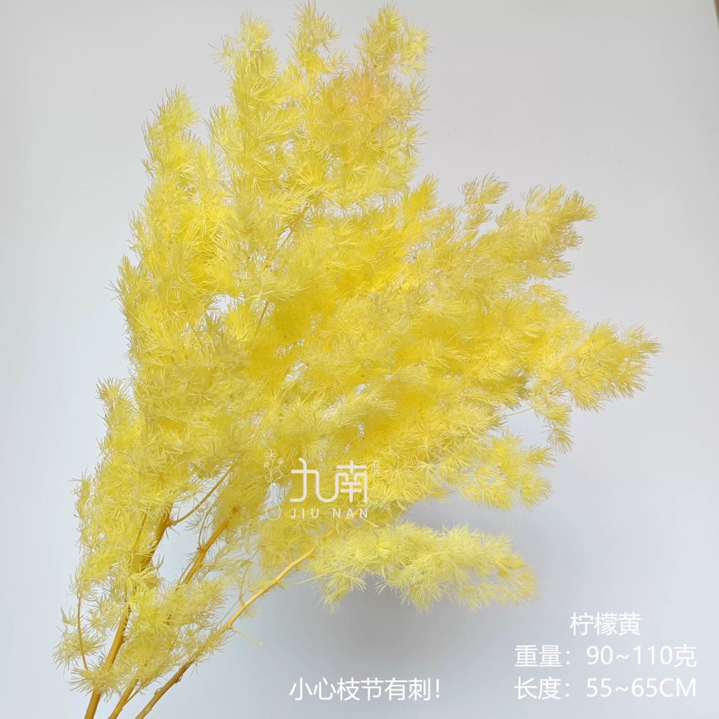 Preserved Penglai Pine (Asparagus Fern) – Long-lasting Eternal Green Foliage for Home Decor & Floral Arrangeme