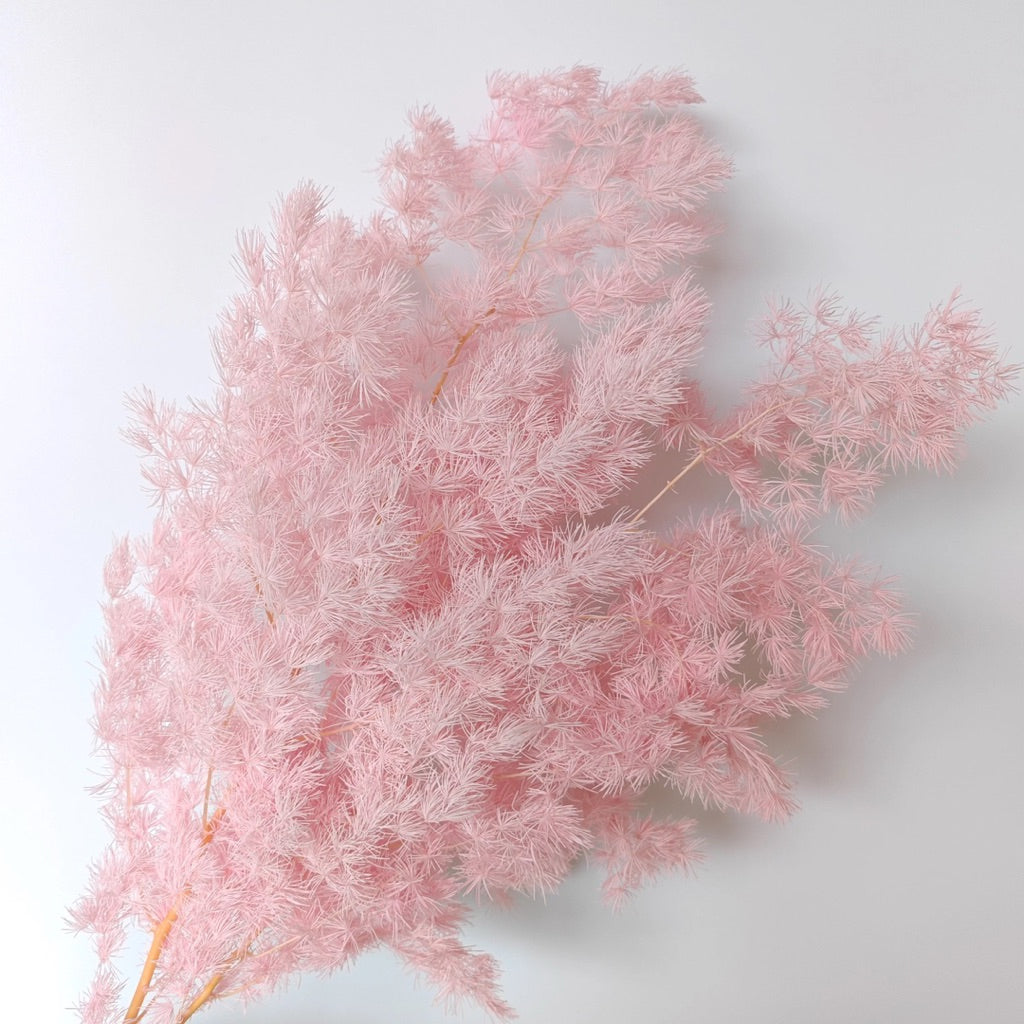 Preserved Penglai Pine (Asparagus Fern) – Long-lasting Eternal Green Foliage for Home Decor & Floral Arrangeme
