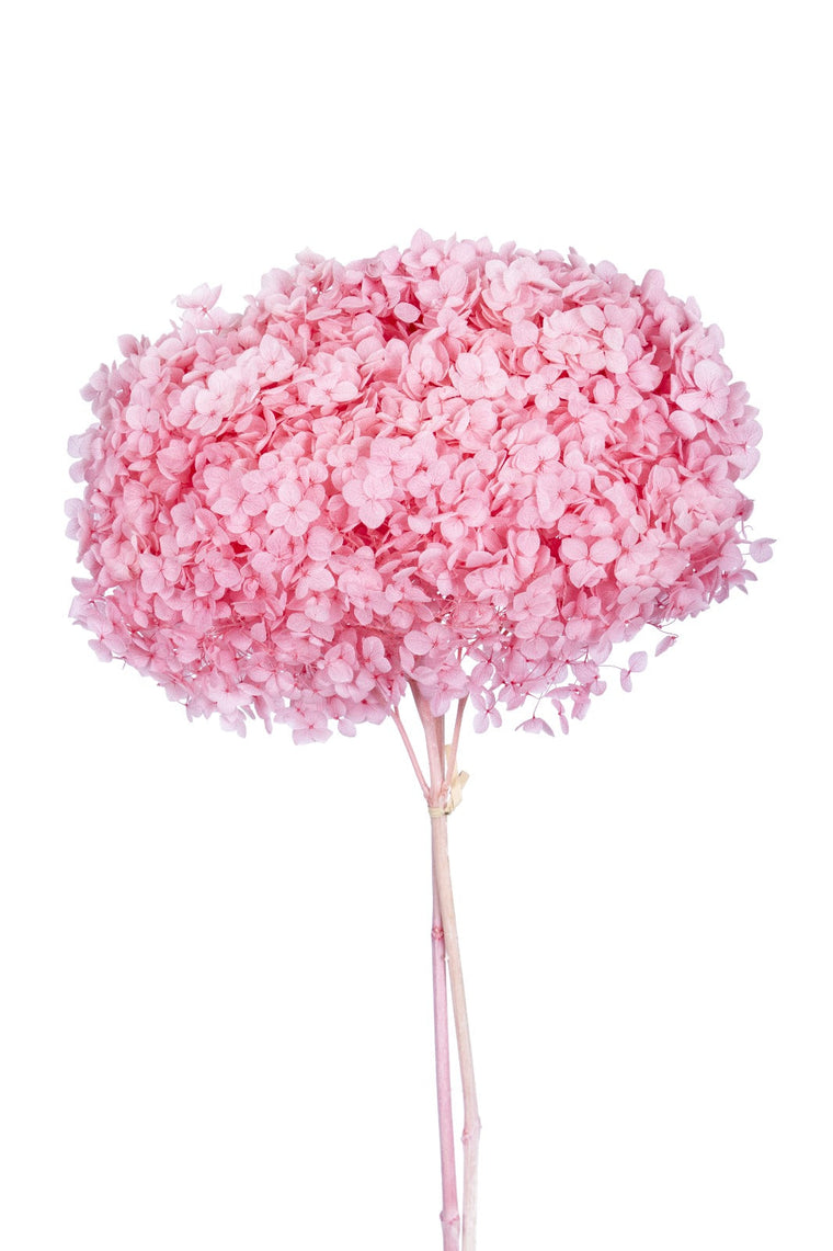 Preserved Flowers