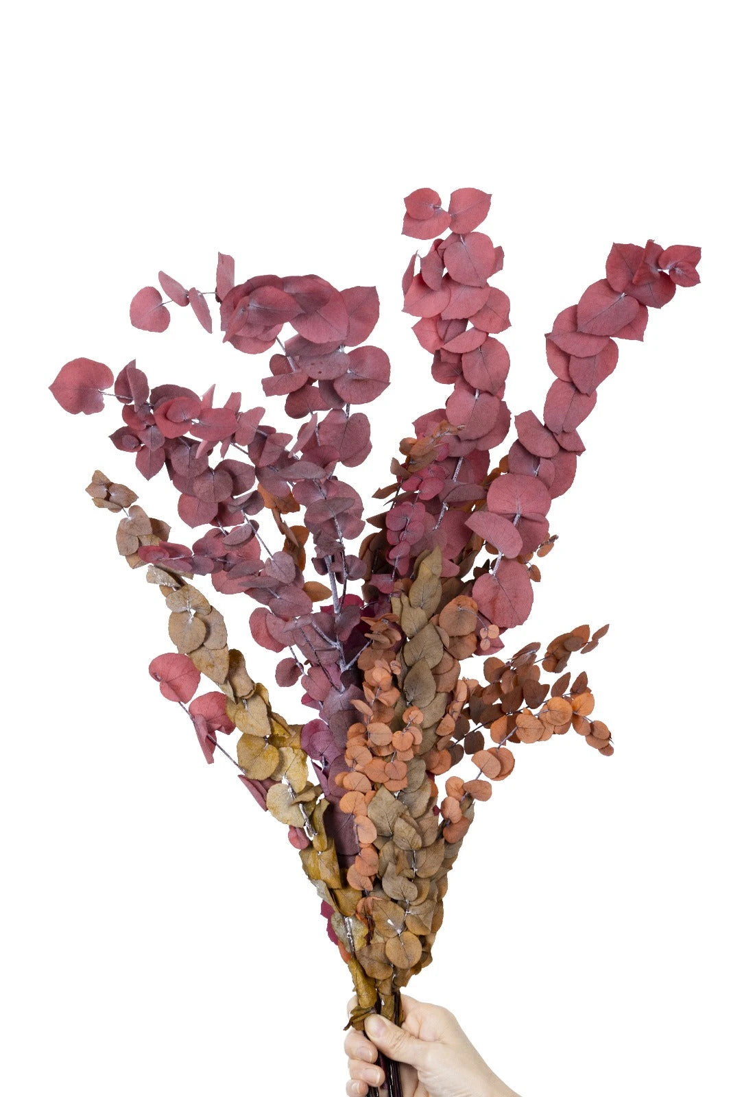 Dried Flowers