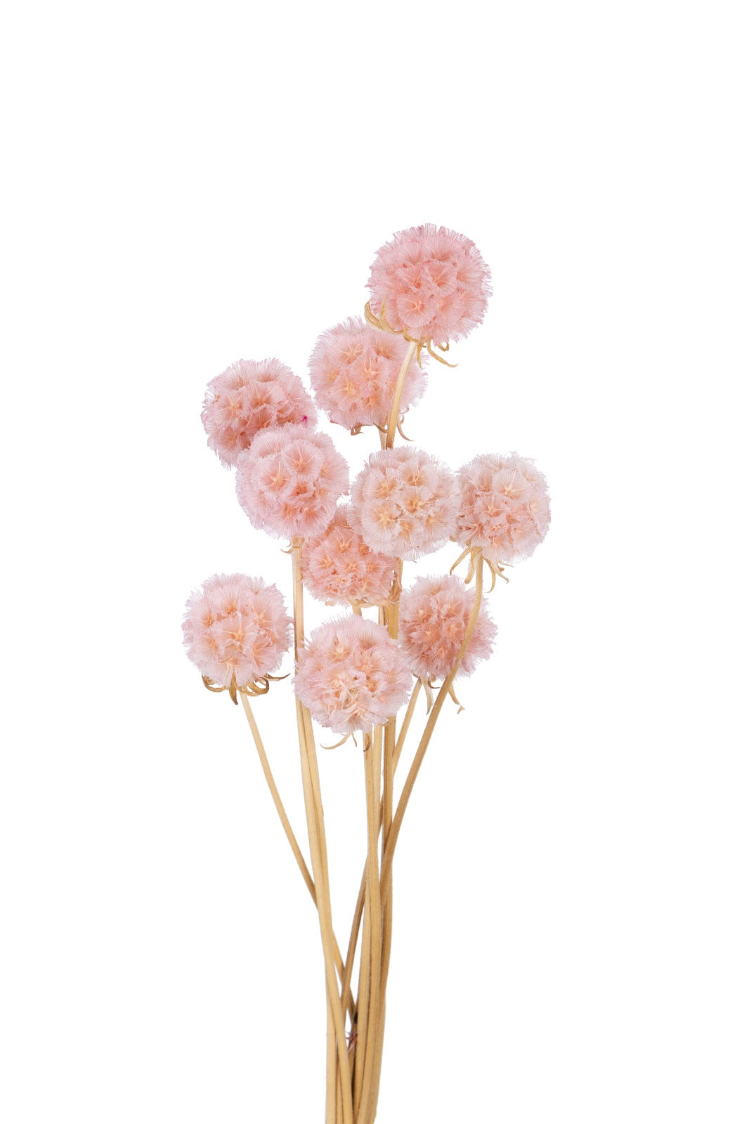 Small Preserved Flowers