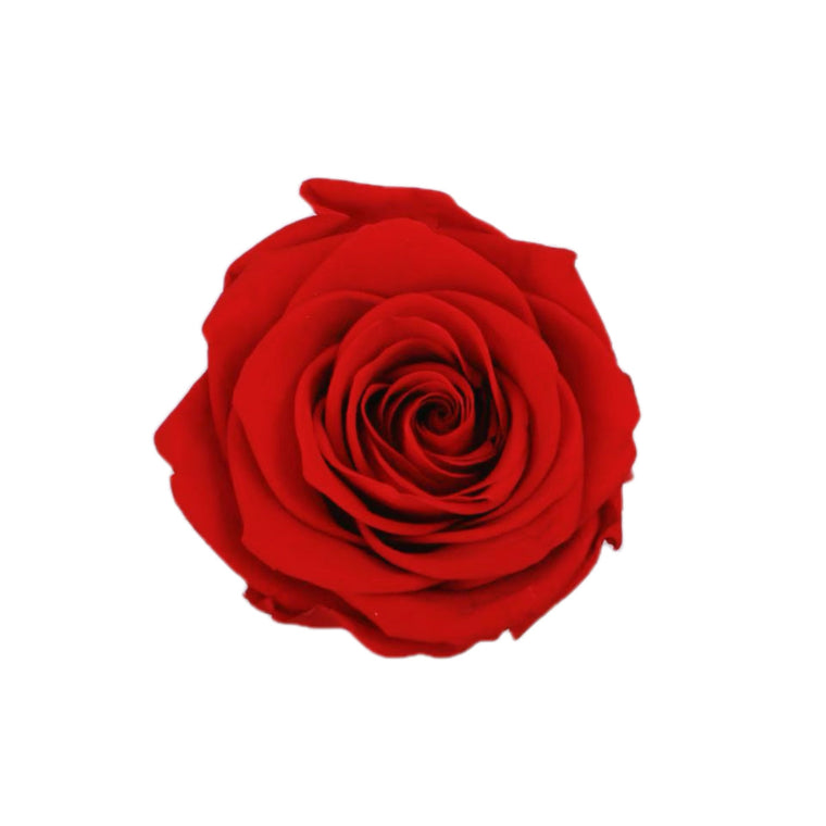 Preserved Rose