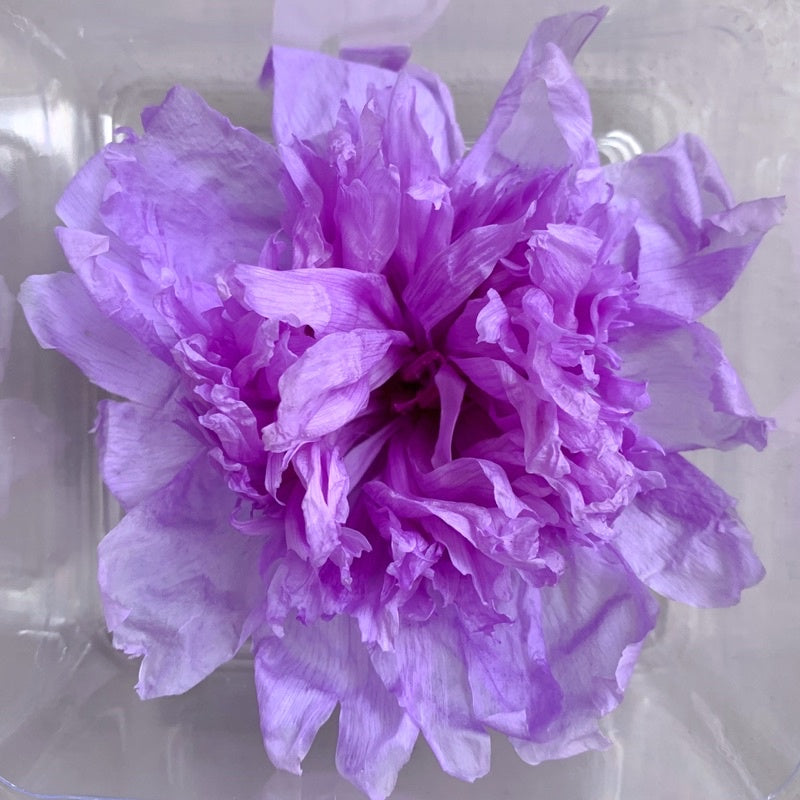 🇸🇬[SG Stock][Dream Garden]Preserved Peony Preserved Paeonia Lactiflora Preserved Flowers Home Decoration/DIY/Wedding