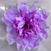Preserved Peony Preserved Paeonia Lactiflora | DreamGarden SG