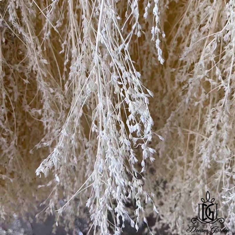 🇸🇬[SG Stock]SG Local Largest Wholesaler Dried White Grass Dried Flowers Suitable For Decoration/Wedding/DIY/Dome/Flora