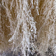 Dried White Grass Dried Flowers | DreamGarden SG