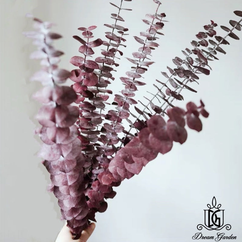 🇸🇬[SG Stock]Singapore Local Wholesaler Dream Garden Preserved Flowers Dried Flower Preserved Leaves Preserved Eucalyptus