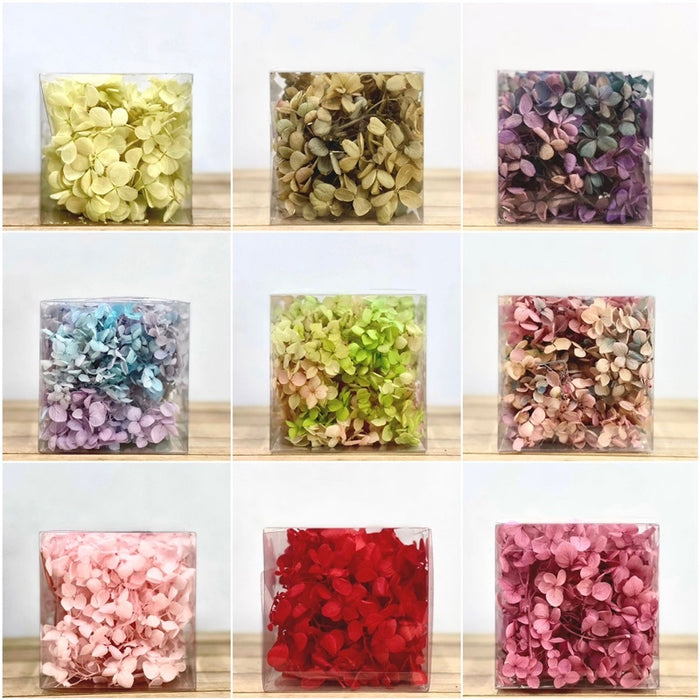 Hydrangea Preserved Flowers Grade A Preserved Hydrangeas | DreamGarden SG