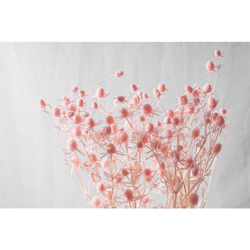 🇸🇬[SG Stock]Preserved Flowers Dried Flowers Preserved Sea Holly Singapore Local Wholesalers Home Decoration/DIY/Wedding