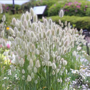 Dried Flowers Mini Natural Color Bunny tail Grass For | DreamGarden SG
