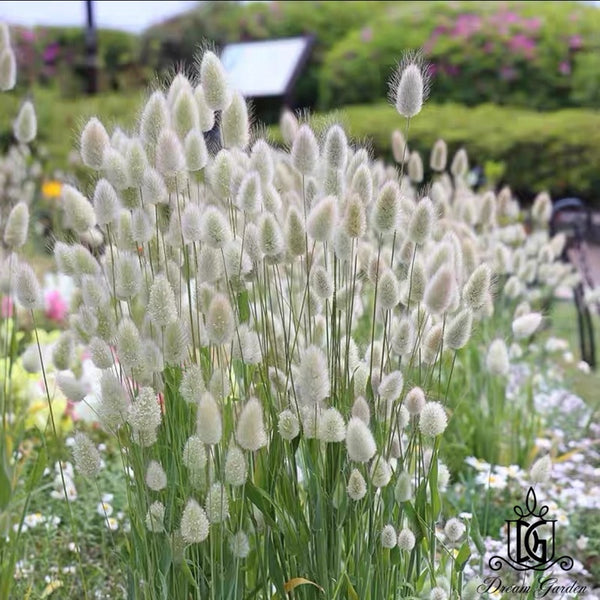 Dried Flowers Mini Natural Color Bunny tail Grass For | DreamGarden SG