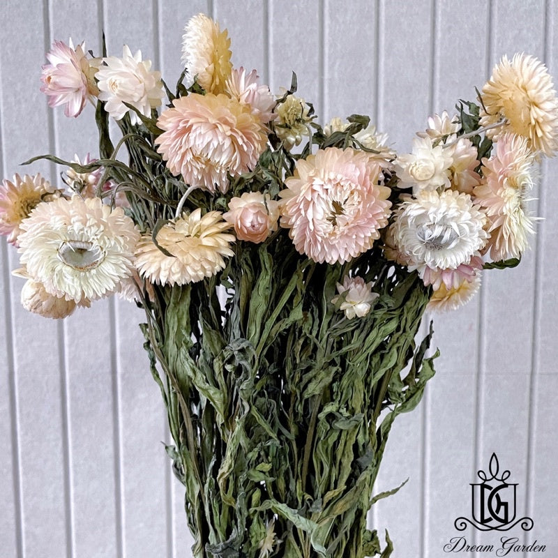 🇸🇬[SG Stock]Singapore Local Wholesaler Dream Garden Preserved Flowers Dried Flower Dried Strawflower Dried Daisy